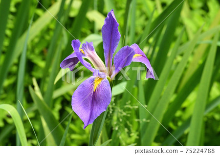 鳶尾花與丁香花的特寫照片 75224788