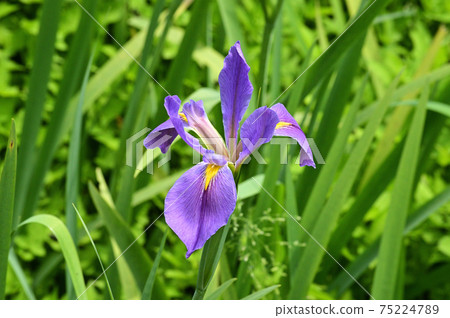 鳶尾花與丁香花的特寫照片 75224789