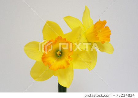 Yellow trumpet daffodil Yellow trumpet daffodil 75224824