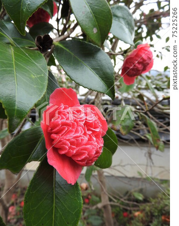 Camellia: Red sardine / Red Karako 75225266