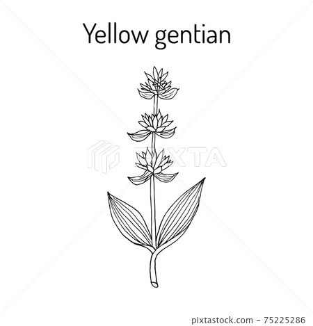 Yellow gentian Gentiana lutea , medicinal plant. Yellow gentian Gentiana lutea , medicinal plant. 75225286