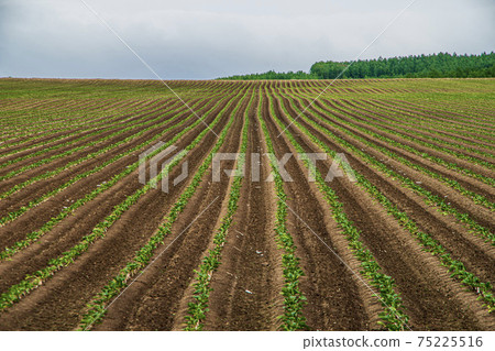 Landscape of Biei hill in spring Landscape of Biei hill in spring 75225516