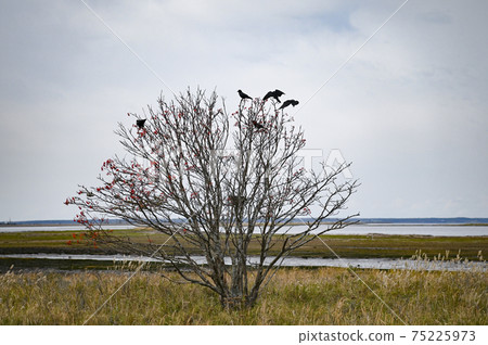 Crows gathering in rowan with red fruits Crows gathering in rowan with red fruits 75225973