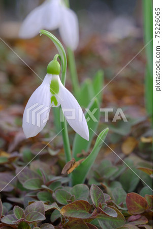Snow Drop Snow Drop 75226065