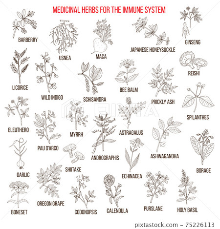 Best medicinal herbs for the immune system 75226113