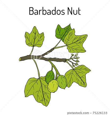 Barbados nut Jatropha curcas , tropical poisonous plant Barbados nut Jatropha curcas , tropical poisonous plant 75226133