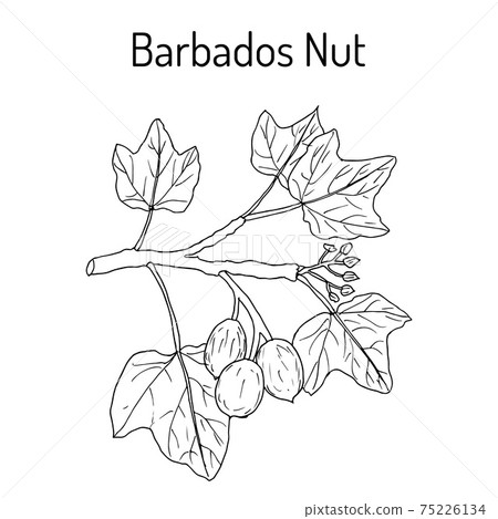 Barbados nut Jatropha curcas , tropical poisonous plant 75226134