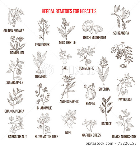 Best herbal remedies for hepatitis Best herbal remedies for hepatitis 75226155