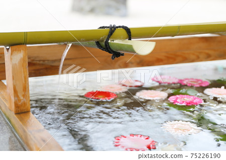Flowers floating in the shrine's Chozuya Flowers floating in the shrine's Chozuya 75226190