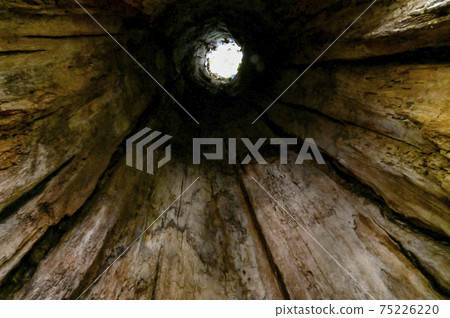 Quercus crispula with a hollow inside Shiretoko 75226220