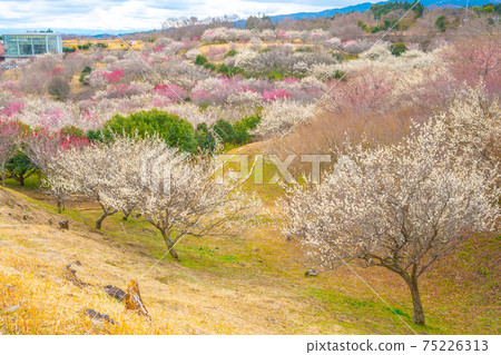 梅林市（Su野市梅市佐藤市） 75226313