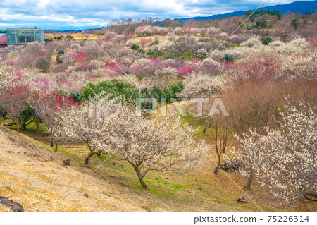 梅林市（Su野市梅市佐藤市） 75226314