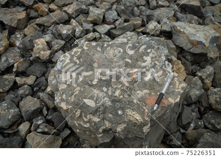 Frick fossil excavation site 75226351