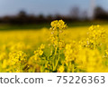 Rapeseed field 75226363