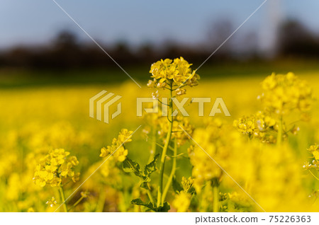 Rapeseed field 75226363