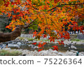 Multicolored autumn leaves 75226364