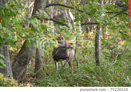Yezo deer I saw on the way to Shiretoko 75226520