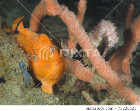 Anglerfish and Ibaratatsu snuggling up to the sponge (Dili, East Timor) Anglerfish and Ibaratatsu snuggling up to the sponge (Dili, East Timor) 75226525