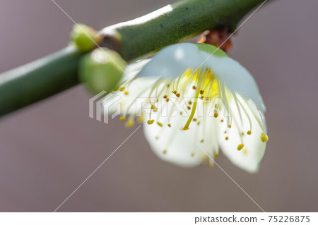 Inabe City Bairin Park 75226875