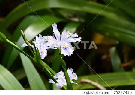 A close-up photo of a white flower of Shaga with yellow and blue spots A close-up photo of a white flower of Shaga with yellow and blue spots 75227439