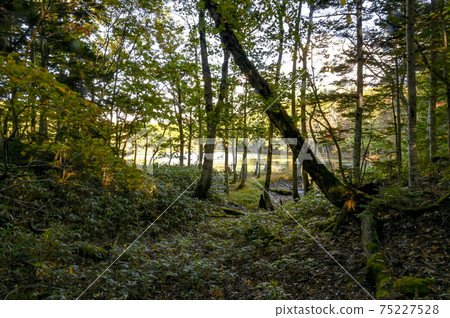 Shiretoko Five Lakes in Autumn Hokkaido Shiretoko Five Lakes in Autumn Hokkaido 75227528