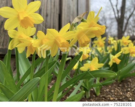 Narcissus waiting for spring 75228101