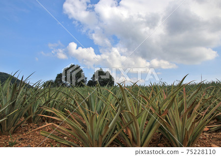 Pineapple field with sky in the background Pineapple field with sky in the background 75228110