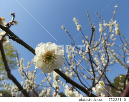 Blue sky and white plum blossoms Blue sky and white plum blossoms 75228140