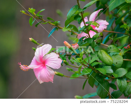 Pink hibiscus flowers (Perdana Botanical Garden, Kuala Lumpur, Malaysia) 75228204