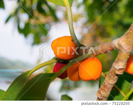 Orange fruits growing on trees on remote tropical islands (Surin Island, Kingdom of Thailand) 75228205
