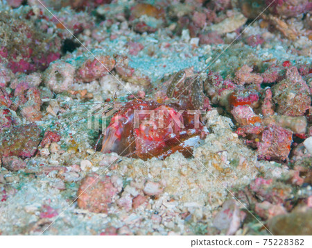 Trafshaco潛伏在洞穴中(Lysiosquillina lisa)(泰國王國Similan群島) Trafshaco潛伏在洞穴中(Lysiosquillina lisa)(泰國王國Similan群島) 75228382