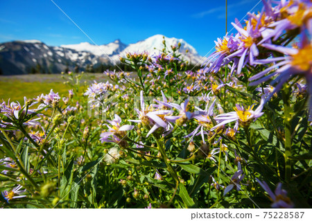 Mountain meadow 75228587