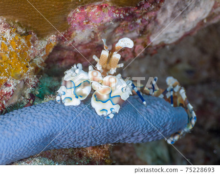 一對吃海星的Hymenocera picta（泰國王國素林海洋國家公園的Richeryu岩） 75228693