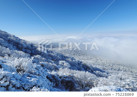 Sea of clouds and hoarfrost on Mt. Karakuni Sea of clouds and hoarfrost on Mt. Karakuni 75228869