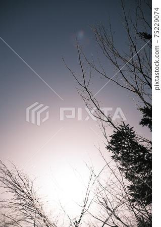 Trees bathed in the sun below freezing Trees bathed in the sun below freezing 75229074