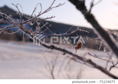 Frozen leaves bathing in the sub-zero morning sun Frozen leaves bathing in the sub-zero morning sun 75229075