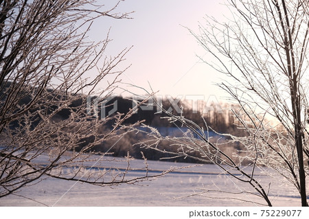 Trees shining in the sub-zero morning sun against the sun Trees shining in the sub-zero morning sun against the sun 75229077