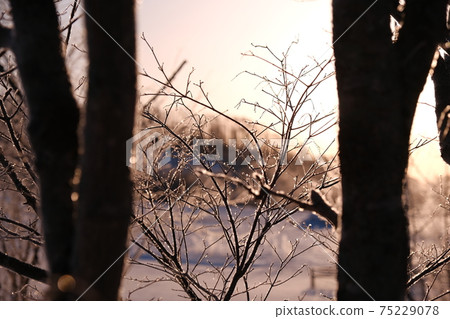 Trees shining in the sub-zero morning sun against the sun Trees shining in the sub-zero morning sun against the sun 75229078