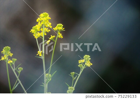 Rape blossoms Rape blossoms 75229133