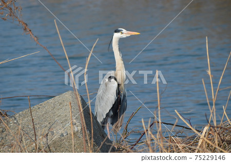 蒼鷺蒼鷺 蒼鷺蒼鷺 75229146