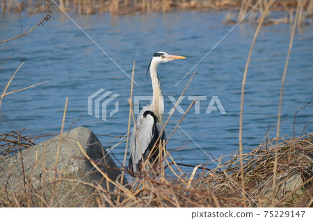 蒼鷺蒼鷺 蒼鷺蒼鷺 75229147