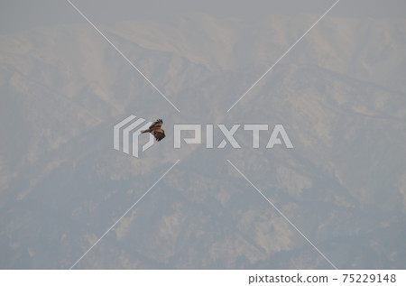 Tobi Milvus migrans 75229148