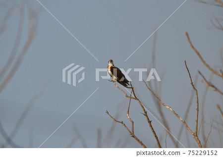 Osprey Pandion haliaetus 75229152