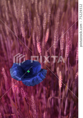 Colored poppies Colored poppies 75229312