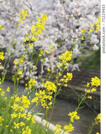 黃色的油菜花和櫻花背景 75229483