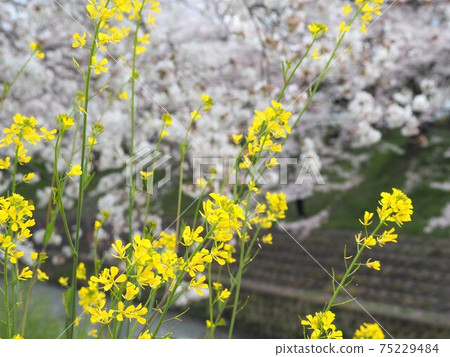 黃色的油菜花和櫻花背景 75229484