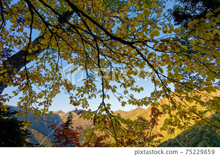 Harinokidake ridgeline of sunrise seen from Kashiwabara Shindo in autumn colors 75229859