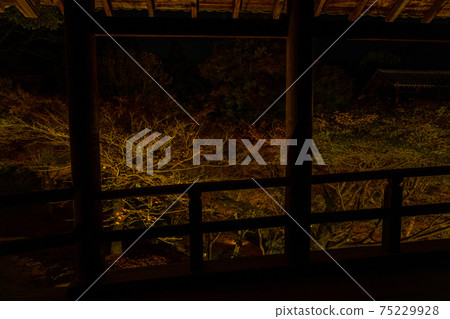 Special night visit: Tofukuji Temple in autumn Special night visit: Tofukuji Temple in autumn 75229928