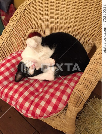 可愛的姿勢貓 75230538