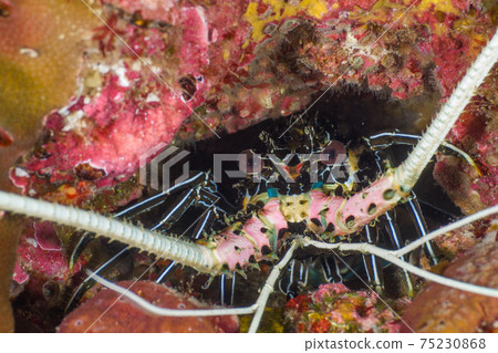 Face of Panulirus versicolor lurking in the shade of a rock (Richelle Rock, Surin Marine National Park, Kingdom of Thailand) 75230868